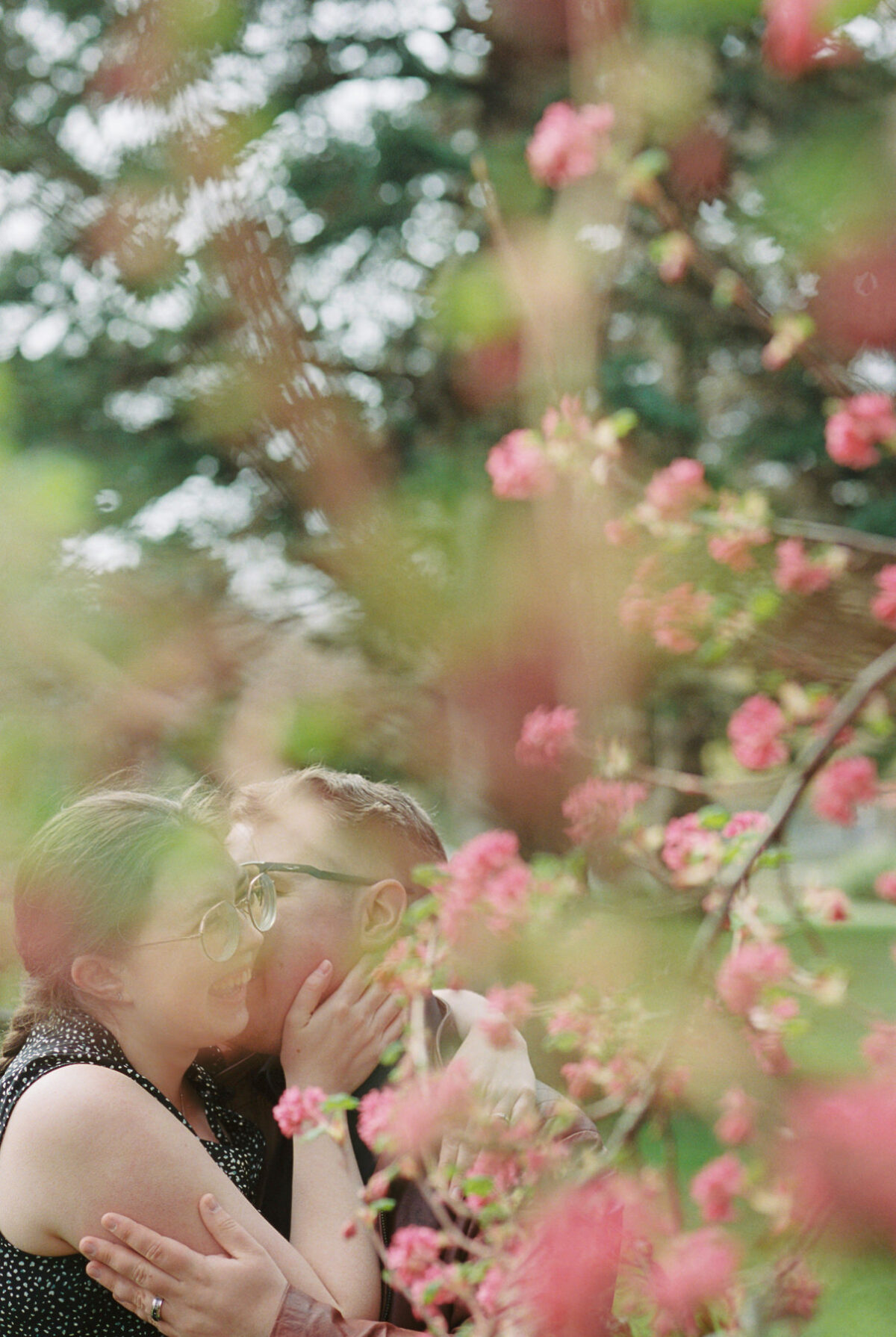 A man kissing a woman's cheek while she laughs during an engagement photo session during cherry blossom and magnolia season at Beacon Hill Park in Victoria BC. This photo was taken with Kodak Portra 35mm film. 