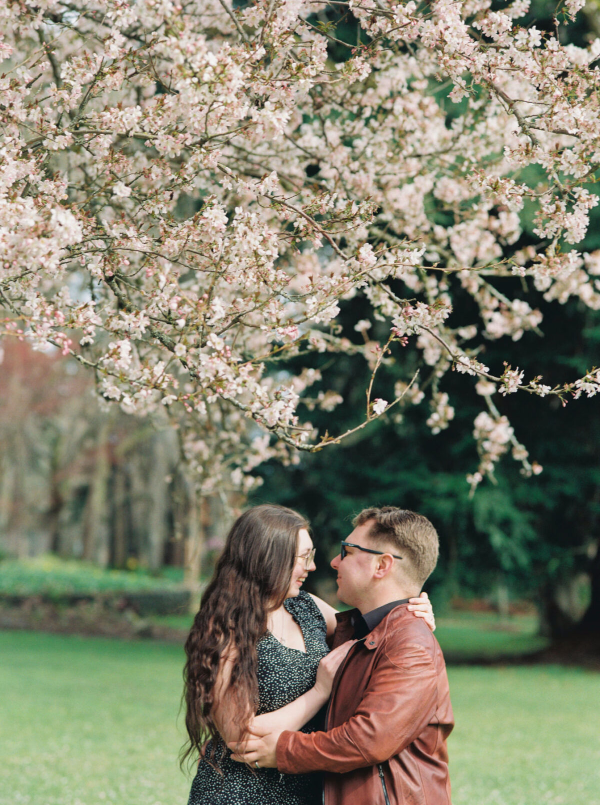 An engagement photo session at Beacon Hill park on film during cherry blossom season. They are surrounded by blossoms as they look at each other and laugh. 