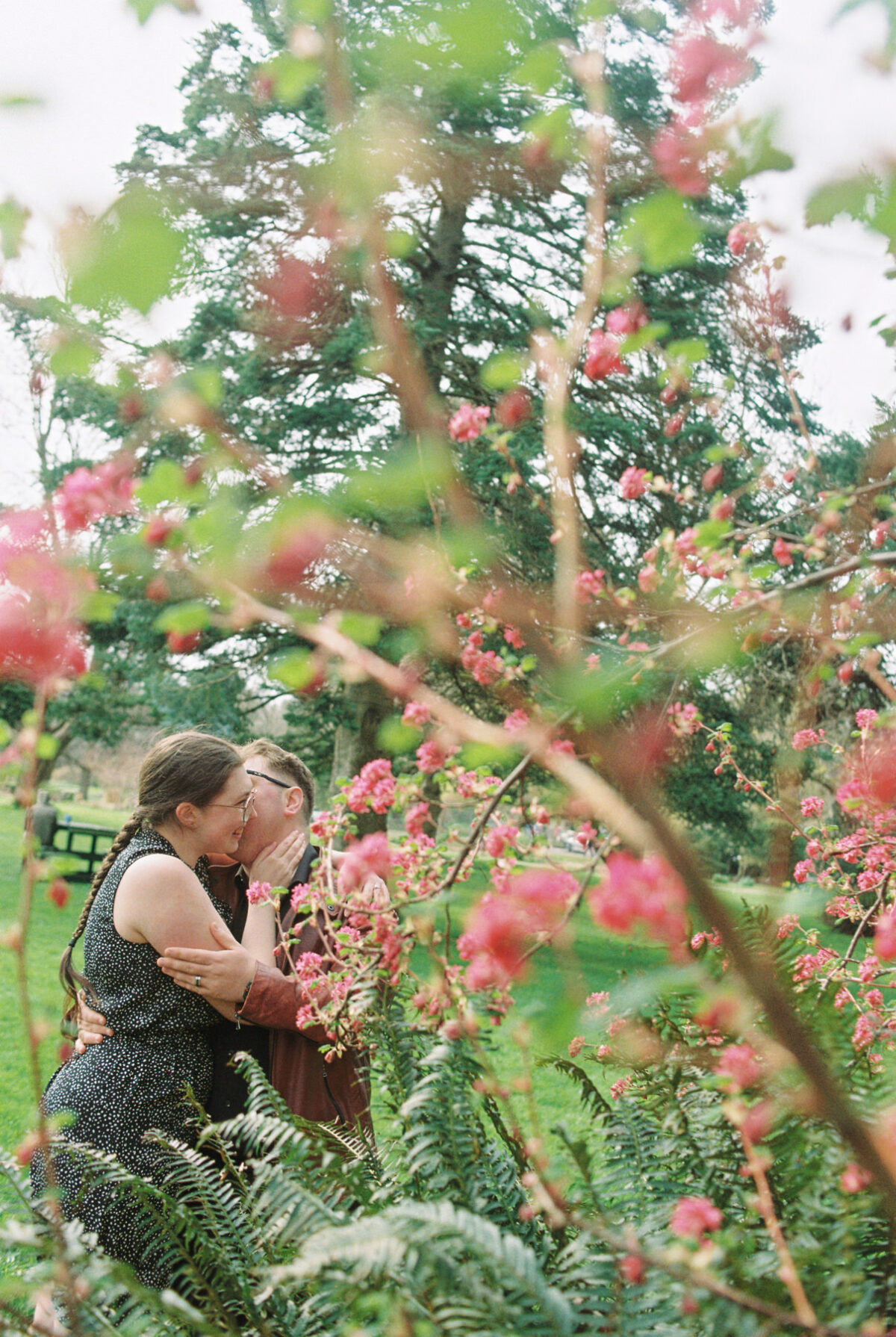 During cherry blossom and magnolia season at Beacon Hill Park in Victoria, a couple snuggles under the blossoms. This is an engagement portrait session taken with Kodak Gold 35mm film. 