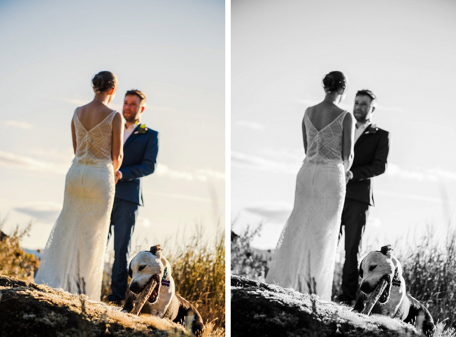 A pop-up wedding ceremony with a cute dog at Scafe Hill in Victoria BC