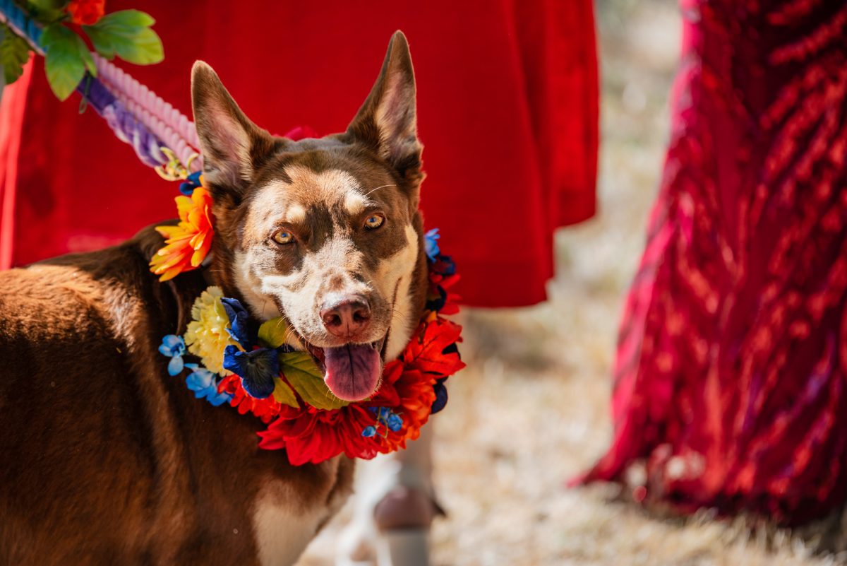 Dog wearing flowers