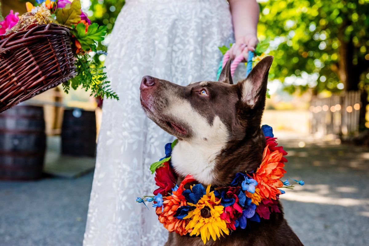 The flower dog at a wedding