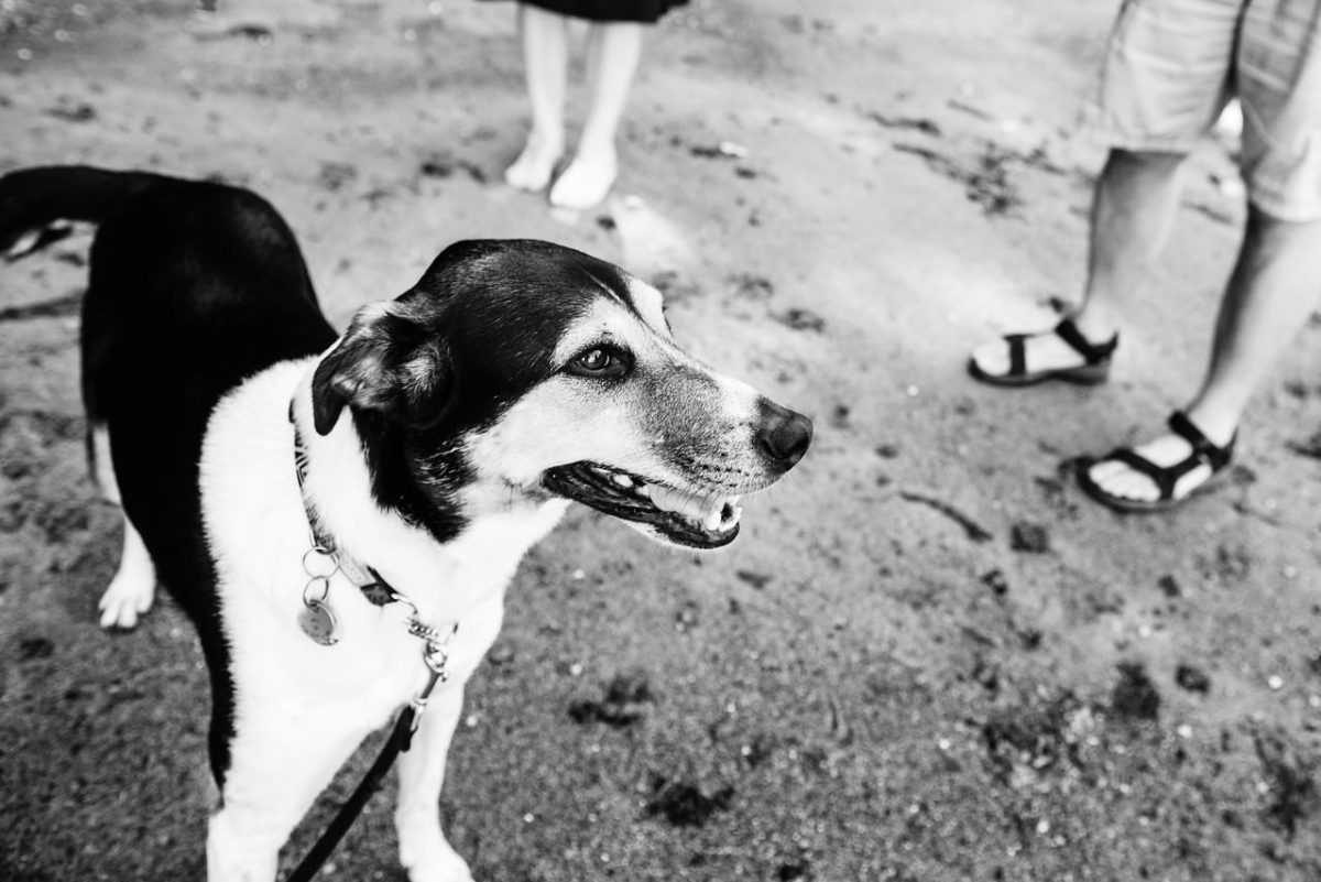 Documentary dog and pet photograph on a deserted beach