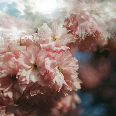 A portrait of a couple that's done on 35mm analog film of cherry blossoms overlaid as a multiple exposure over a silhouette of an engagement couple.