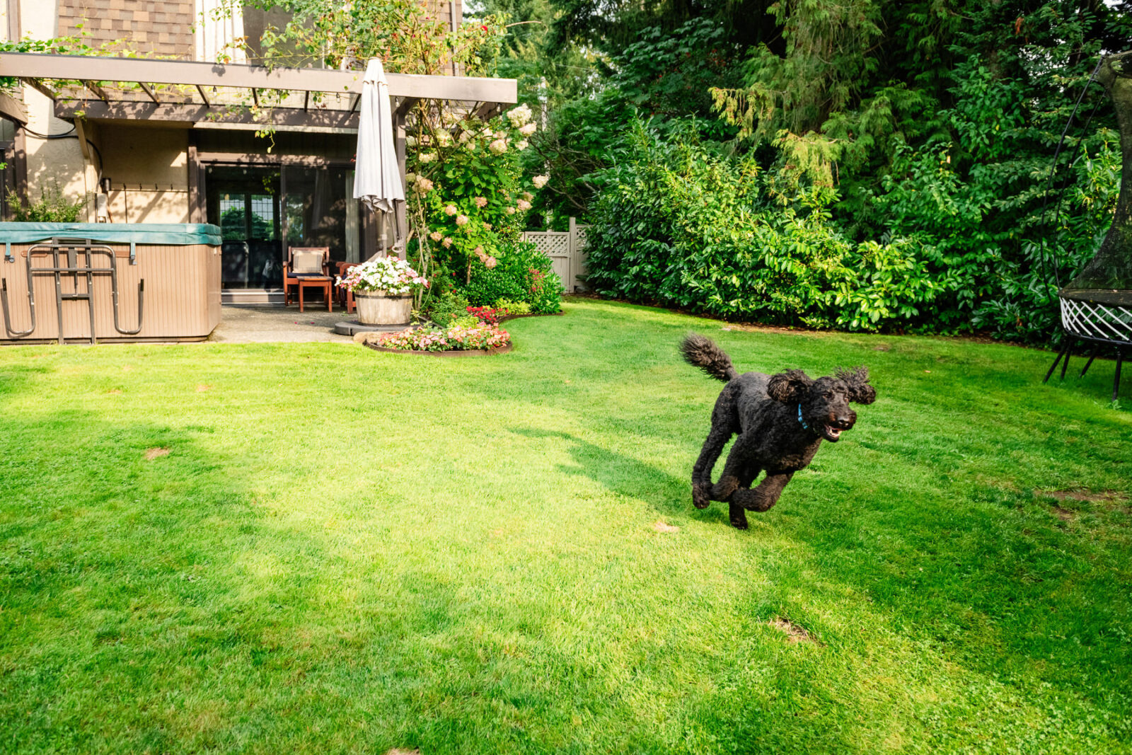 A colour photo of a black doodle dog running to the side.