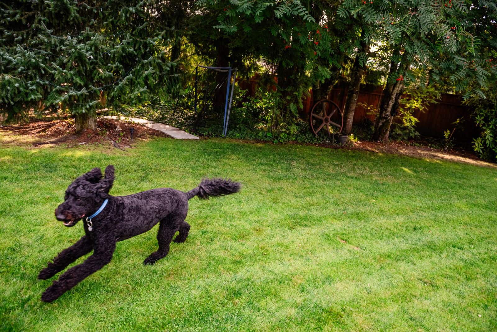 A doodle dog runs in the backyard.