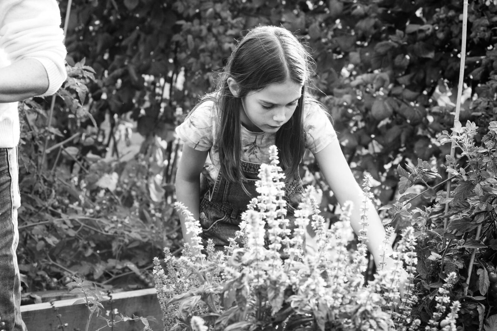 An 11 year old girl picks flowers from her garden in her backyard in Victoria BC