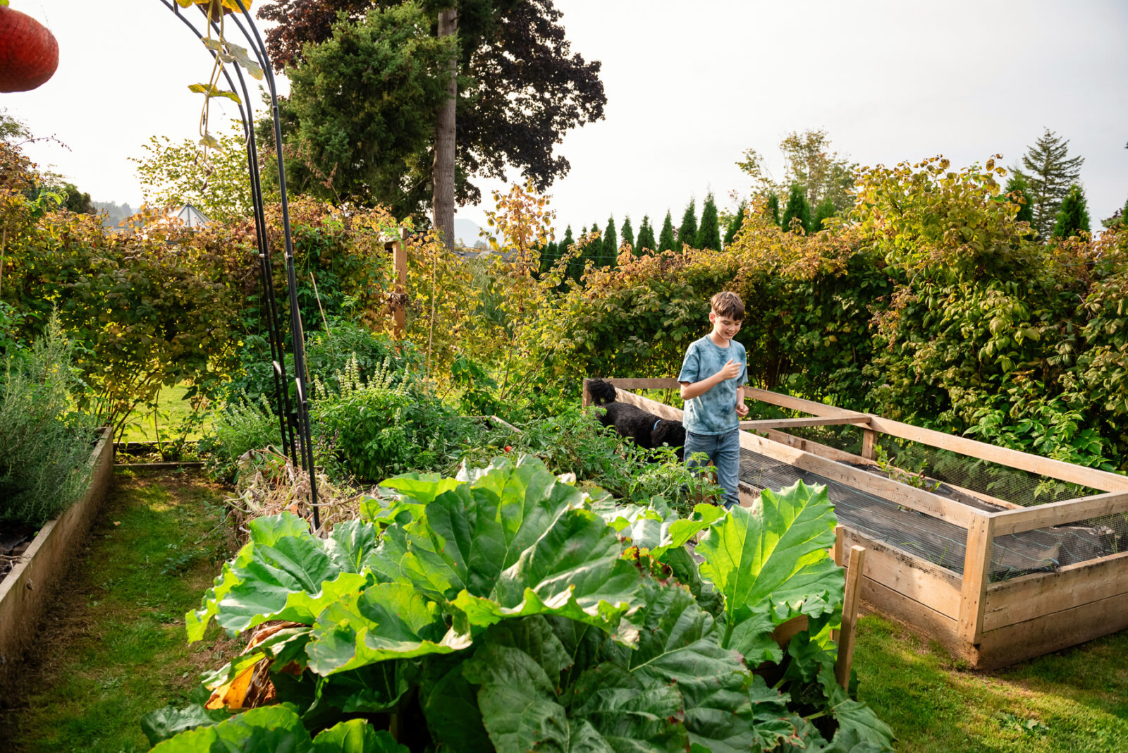 A teen boy eats a tomato in his family's vegetable garden in Victoria BC