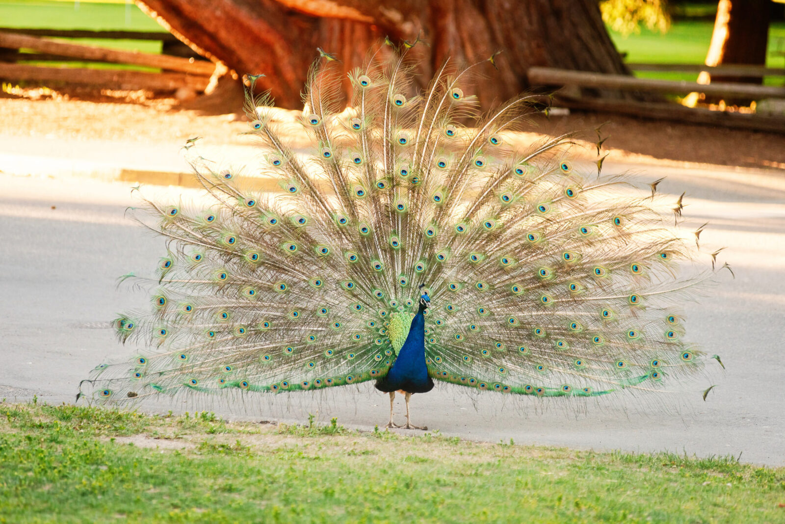Peacock showing its feathers at Beacon Hill Park in Victoria BC