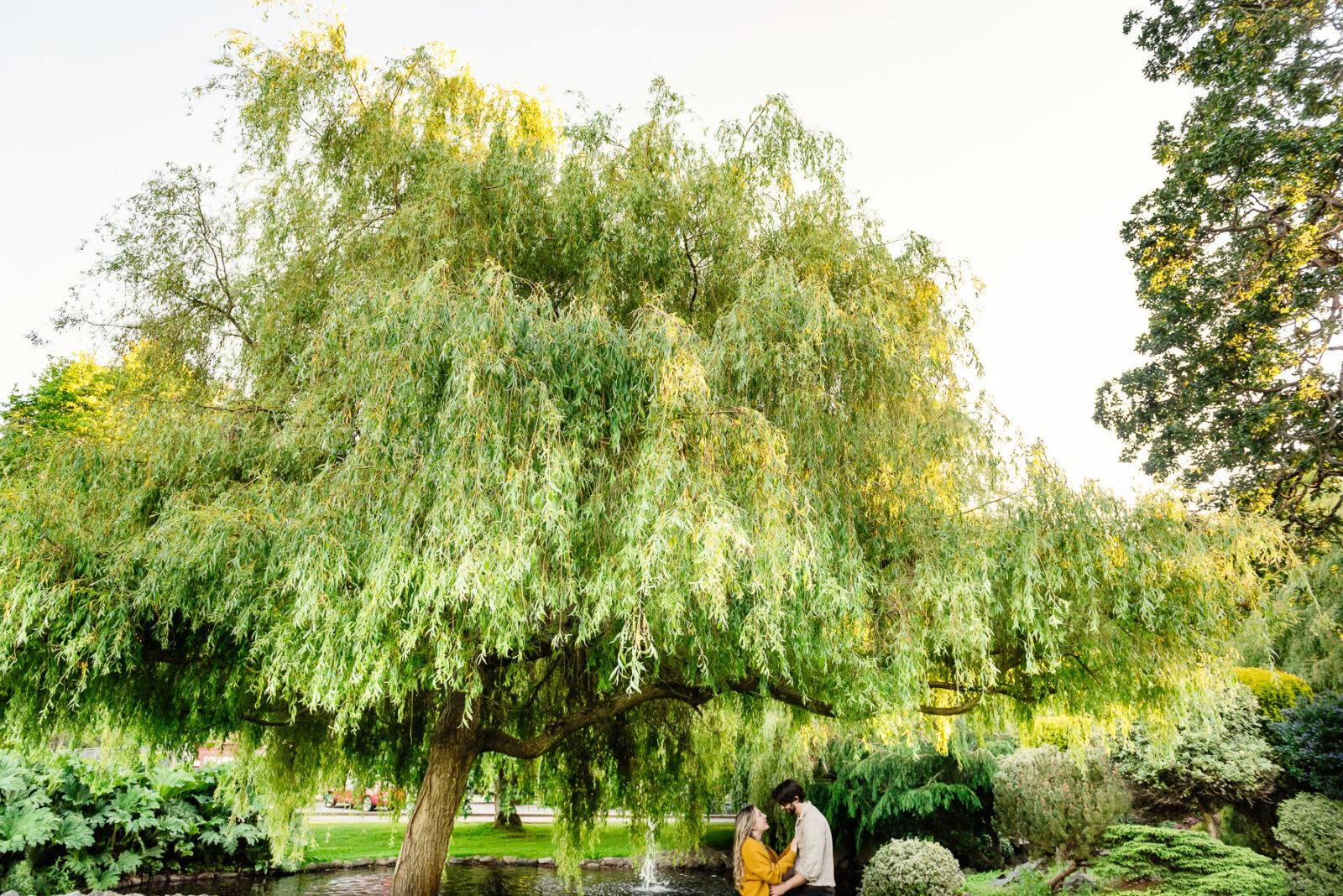 A wide angle portrait of a couple playing and laughing together under a willow tree in Victoria BC