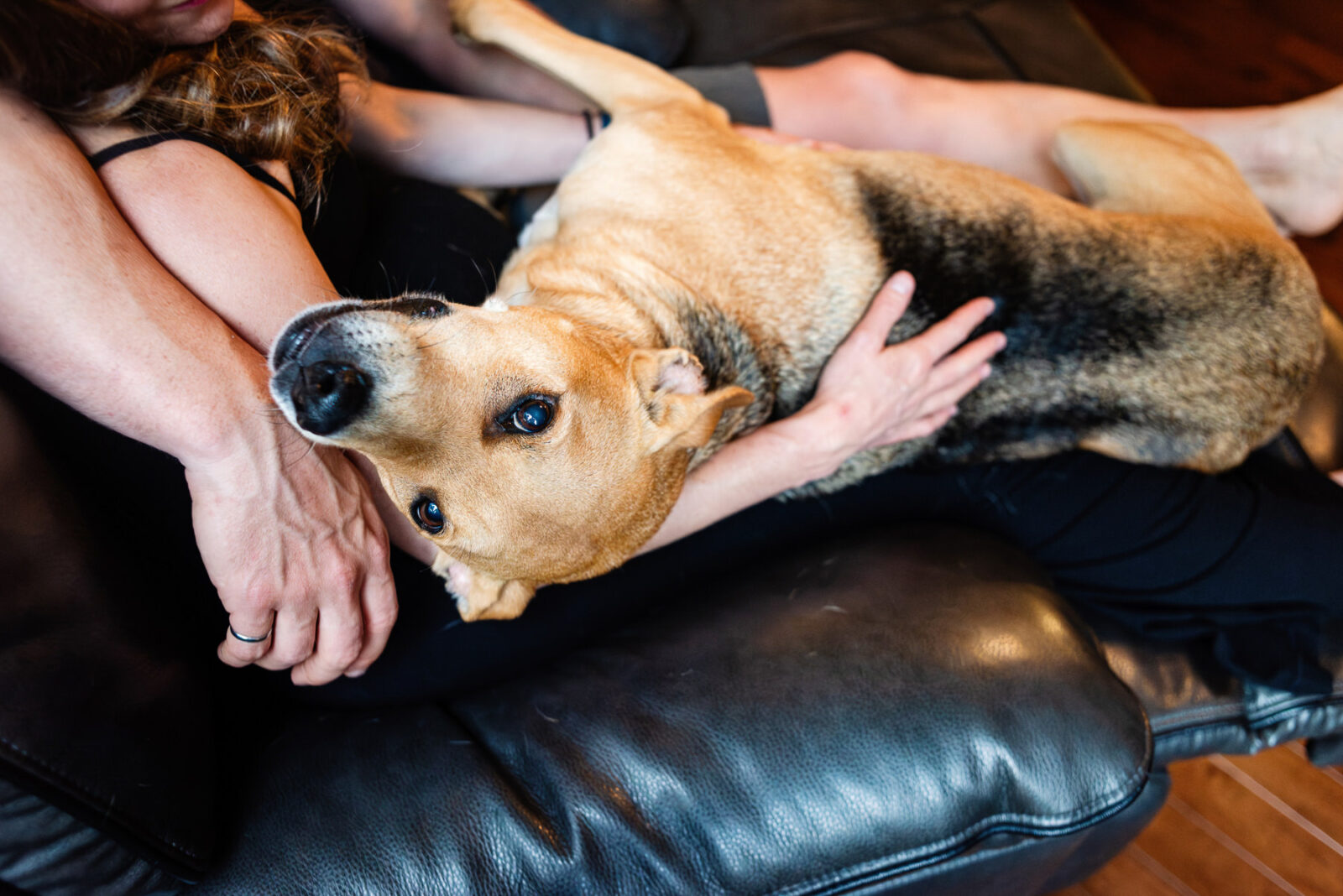 Buddy the dog lays in his father's arms.