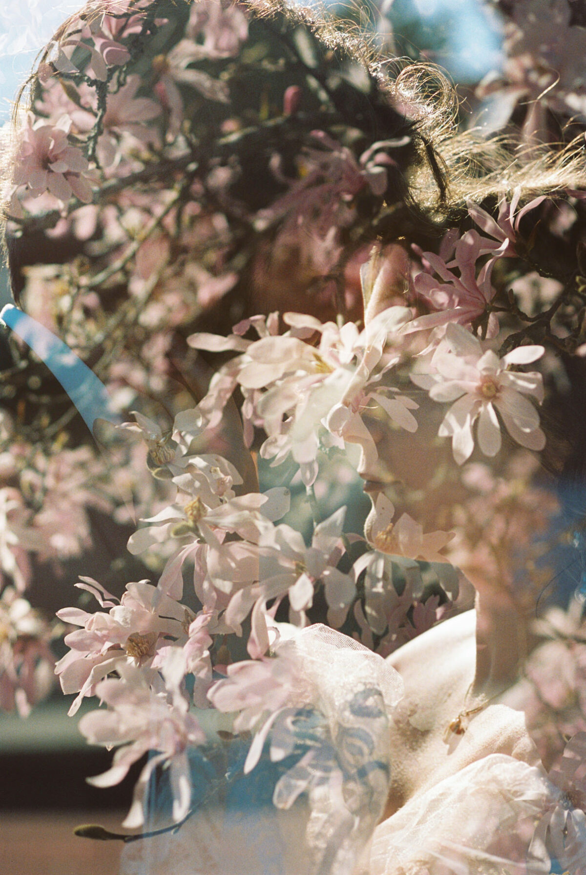 A double exposure of magnolias and a wedding couple during a post-wedding photography session at Uvic campus in Victoria BC. The couple is leaning into each other and the magnolias are overlaid over the photo. 