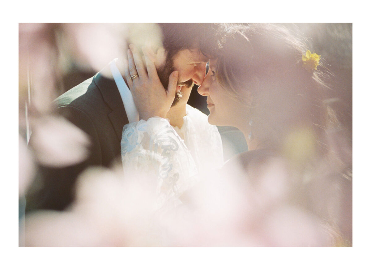 A grainy impressionistic wedding photograph of a bride and groom cuddling among cherry blossoms using analog film Kodak Portra 400 35mm by Victoria BC's best wedding photographer. 